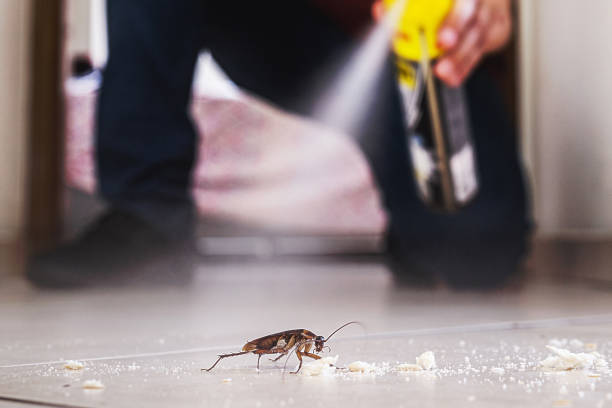 Best Wasp Removal Services  in New Bedford, PA